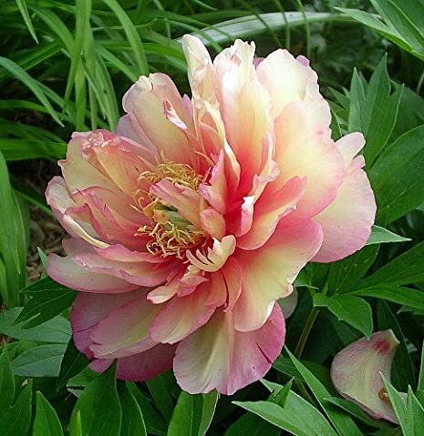 6496  Paeonia  Julia Rose  I  Svenskt namn  :Itohpion  I  Krukstorlek   : SQ6  I  Förväntad Höjd  :  80 cm  I  Blomningstid :  juni-juli - 2