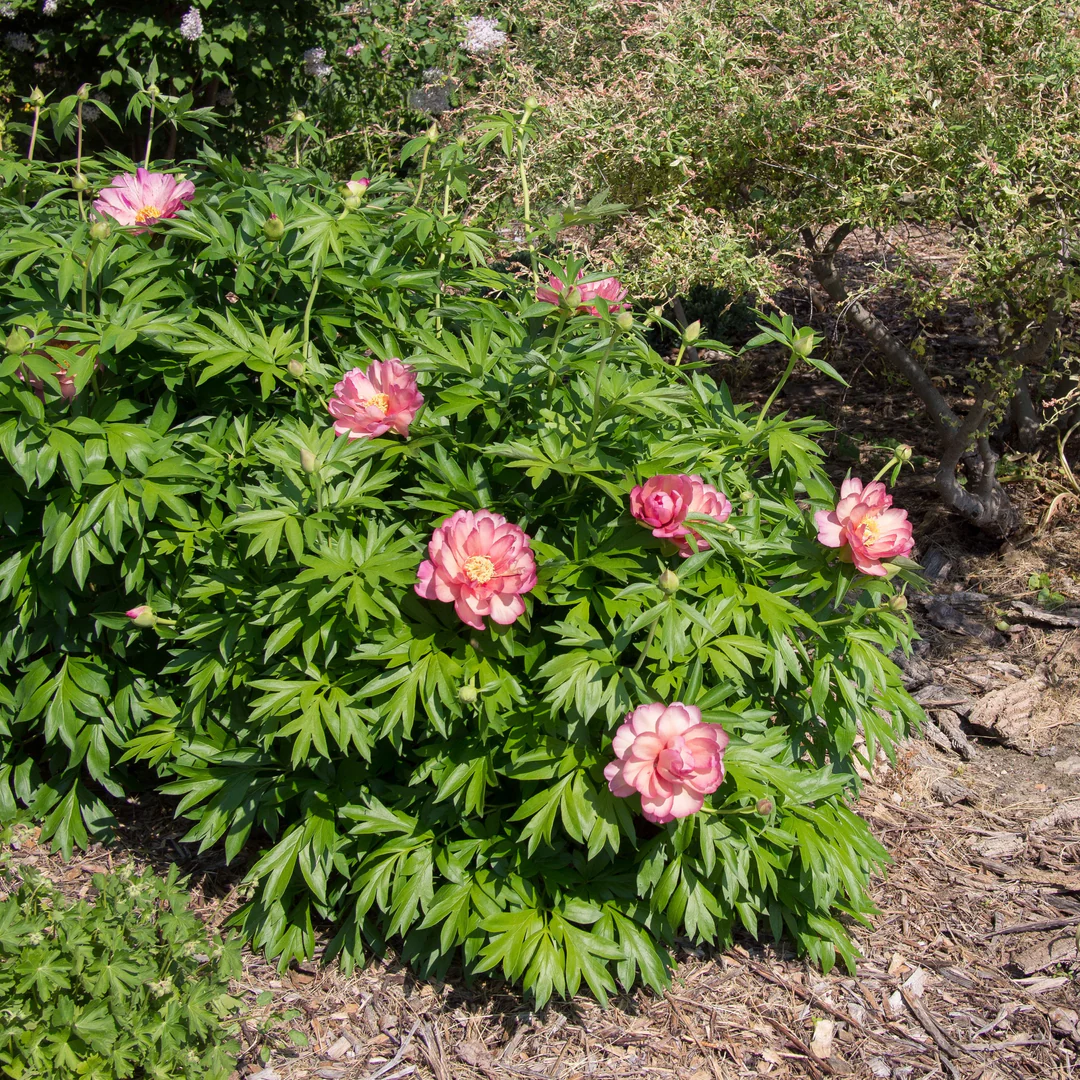 6496  Paeonia  Julia Rose  I  Svenskt namn  :Itohpion  I  Krukstorlek   : SQ6  I  Förväntad Höjd  :  80 cm  I  Blomningstid :  juni-juli - 3