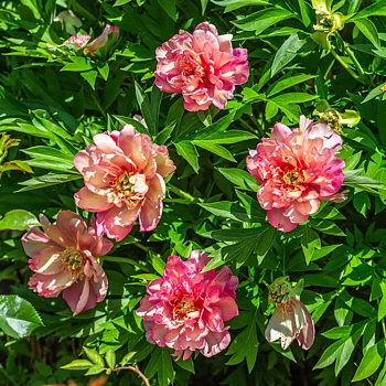 6496  Paeonia  Julia Rose  I  Svenskt namn  :Itohpion  I  Krukstorlek   : SQ6  I  Förväntad Höjd  :  80 cm  I  Blomningstid :  juni-juli