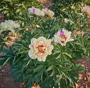 6509  Paeonia  Lollipop  I  Svenskt namn  :Itohpion  I  Krukstorlek   : SQ6  I  Förväntad Höjd  :  70 cm  I  Blomningstid :  juni-juli