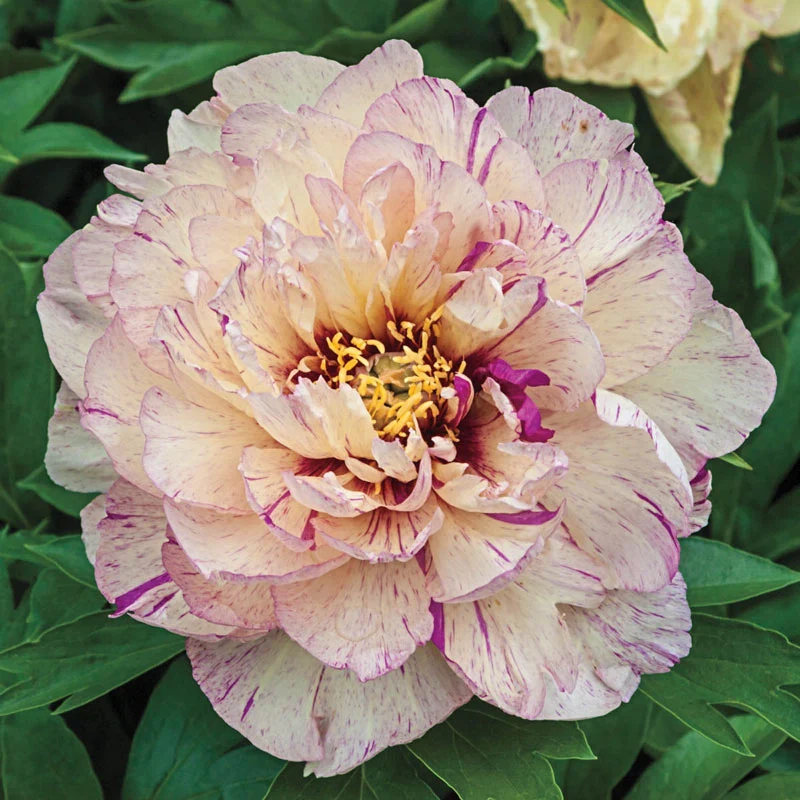 6509  Paeonia  Lollipop  I  Svenskt namn  :Itohpion  I  Krukstorlek   : SQ6  I  Förväntad Höjd  :  70 cm  I  Blomningstid :  juni-juli - 3