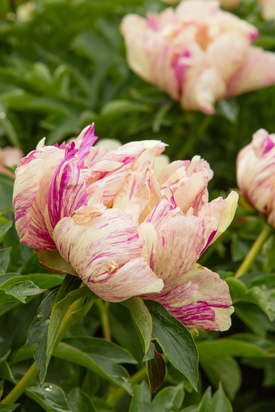 6509  Paeonia  Lollipop  I  Svenskt namn  :Itohpion  I  Krukstorlek   : SQ6  I  Förväntad Höjd  :  70 cm  I  Blomningstid :  juni-juli - 2