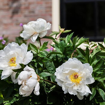 6511  Paeonia  Love Affair  I  Svenskt namn  :Itohpion  I  Krukstorlek   : SQ6  I  Förväntad Höjd  :  70 cm  I  Blomningstid :  juni-juli