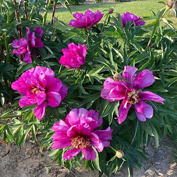 6501  Paeonia  Morning Lilac  I  Svenskt namn  :Itohpion  I  Krukstorlek   : SQ6  I  Förväntad Höjd  :  80 cm  I  Blomningstid :  juni-juli
