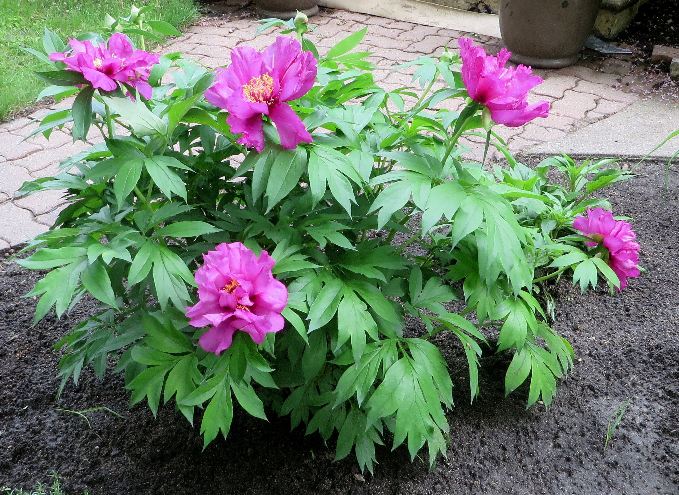6501  Paeonia  Morning Lilac  I  Svenskt namn  :Itohpion  I  Krukstorlek   : SQ6  I  Förväntad Höjd  :  80 cm  I  Blomningstid :  juni-juli - 3