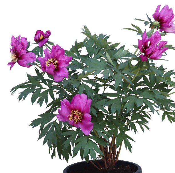 6501  Paeonia  Morning Lilac  I  Svenskt namn  :Itohpion  I  Krukstorlek   : SQ6  I  Förväntad Höjd  :  80 cm  I  Blomningstid :  juni-juli - 2