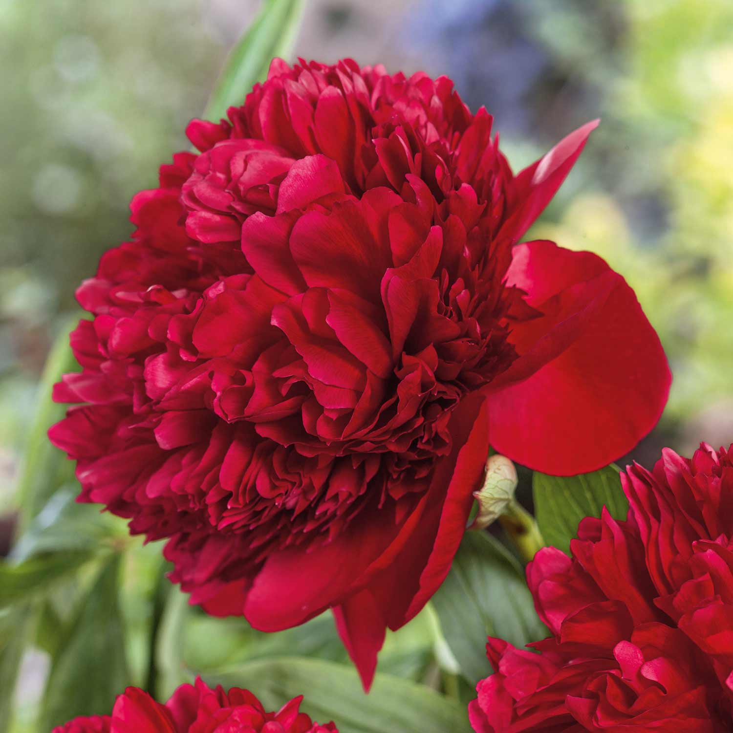 6499  Paeonia  Red Double Seedling  I  Svenskt namn  :Itohpion  I  Krukstorlek   : SQ6  I  Förväntad Höjd  :  80 cm  I  Blomningstid :  juni-juli - 2