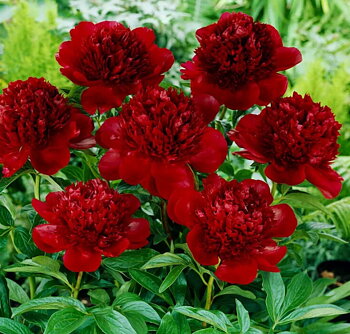 6499  Paeonia  Red Double Seedling  I  Svenskt namn  :Itohpion  I  Krukstorlek   : SQ6  I  Förväntad Höjd  :  80 cm  I  Blomningstid :  juni-juli