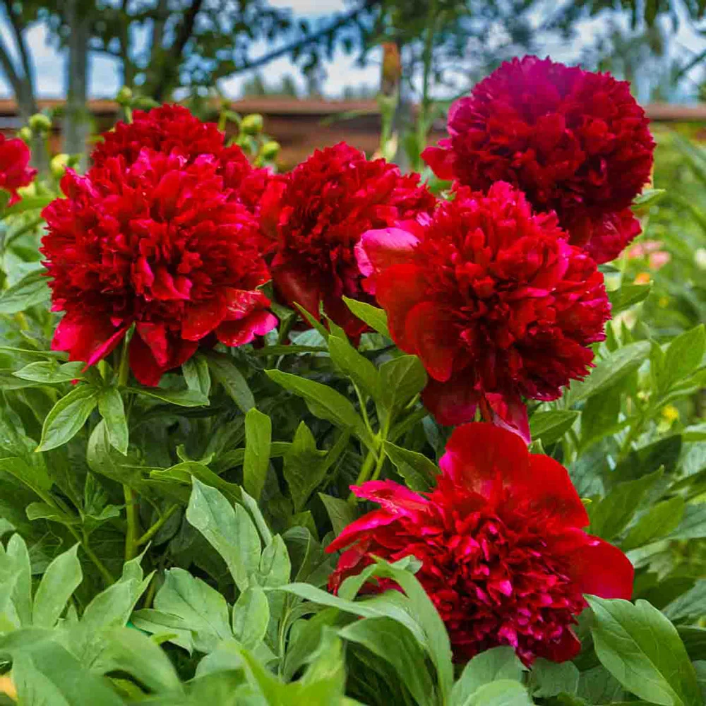 6499  Paeonia  Red Double Seedling  I  Svenskt namn  :Itohpion  I  Krukstorlek   : SQ6  I  Förväntad Höjd  :  80 cm  I  Blomningstid :  juni-juli - 4