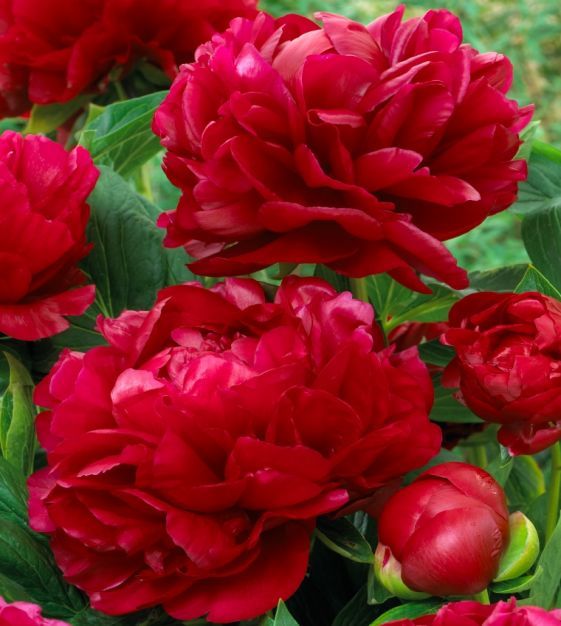 6499  Paeonia  Red Double Seedling  I  Svenskt namn  :Itohpion  I  Krukstorlek   : SQ6  I  Förväntad Höjd  :  80 cm  I  Blomningstid :  juni-juli - 3