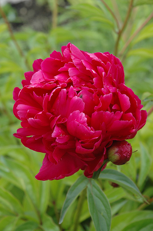 6457  Paeonia lactiflora  Adolphe Rousseau  I  Svenskt namn  :Luktpion  I  Krukstorlek   : SQ3  I  Förväntad Höjd  :  80 cm  I  Blomningstid :  juni-juli - 2
