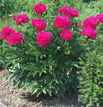 6457  Paeonia lactiflora  Adolphe Rousseau  I  Svenskt namn  :Luktpion  I  Krukstorlek   : SQ3  I  Förväntad Höjd  :  80 cm  I  Blomningstid :  juni-juli