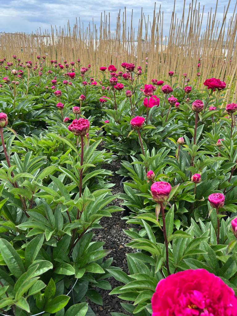 6457  Paeonia lactiflora  Adolphe Rousseau  I  Svenskt namn  :Luktpion  I  Krukstorlek   : SQ3  I  Förväntad Höjd  :  80 cm  I  Blomningstid :  juni-juli - 4