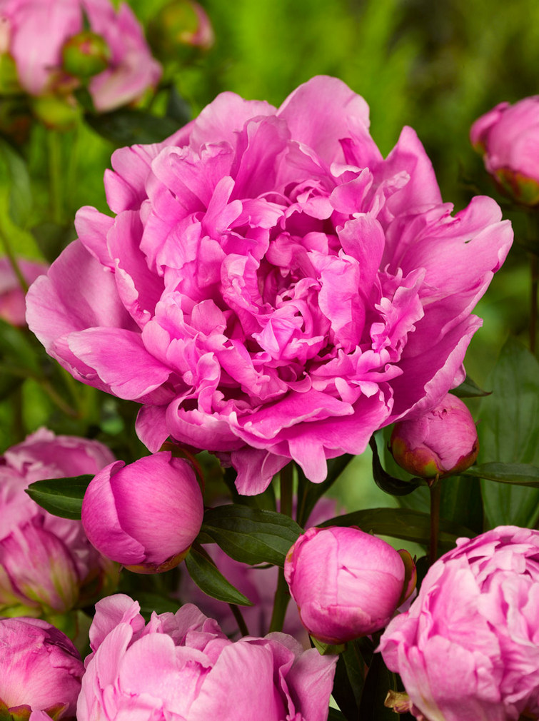 6459  Paeonia lactiflora  Alexander Fleming  I  Svenskt namn  :Luktpion  I  Krukstorlek   : SQ3  I  Förväntad Höjd  :  80 cm  I  Blomningstid :  juni-juli - 2