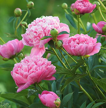 6459  Paeonia lactiflora  Alexander Fleming  I  Svenskt namn  :Luktpion  I  Krukstorlek   : SQ3  I  Förväntad Höjd  :  80 cm  I  Blomningstid :  juni-juli