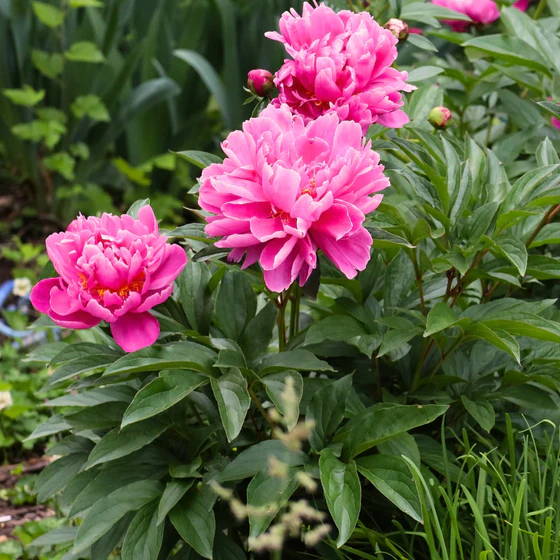6459  Paeonia lactiflora  Alexander Fleming  I  Svenskt namn  :Luktpion  I  Krukstorlek   : SQ3  I  Förväntad Höjd  :  80 cm  I  Blomningstid :  juni-juli - 3