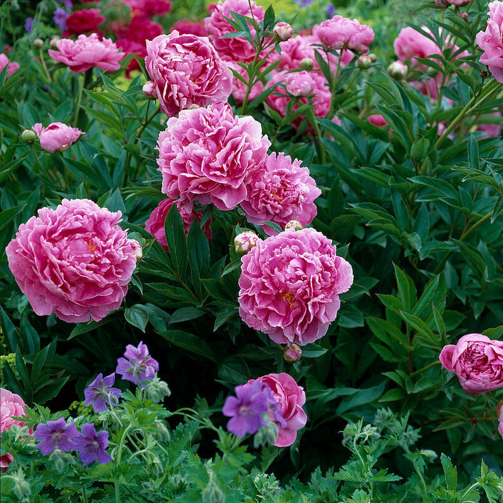 6459  Paeonia lactiflora  Alexander Fleming  I  Svenskt namn  :Luktpion  I  Krukstorlek   : SQ3  I  Förväntad Höjd  :  80 cm  I  Blomningstid :  juni-juli - 4