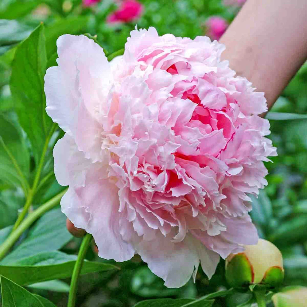 6529  Paeonia lactiflora  Angel Cheeks  I  Svenskt namn  :Luktpion  I  Krukstorlek   : SQ3  I  Förväntad Höjd  :  70 cm  I  Blomningstid :  juni-juli - 3