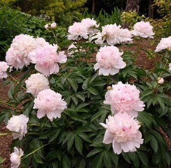 6529  Paeonia lactiflora  Angel Cheeks  I  Svenskt namn  :Luktpion  I  Krukstorlek   : SQ3  I  Förväntad Höjd  :  70 cm  I  Blomningstid :  juni-juli