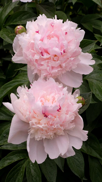 6529  Paeonia lactiflora  Angel Cheeks  I  Svenskt namn  :Luktpion  I  Krukstorlek   : SQ3  I  Förväntad Höjd  :  70 cm  I  Blomningstid :  juni-juli - 2