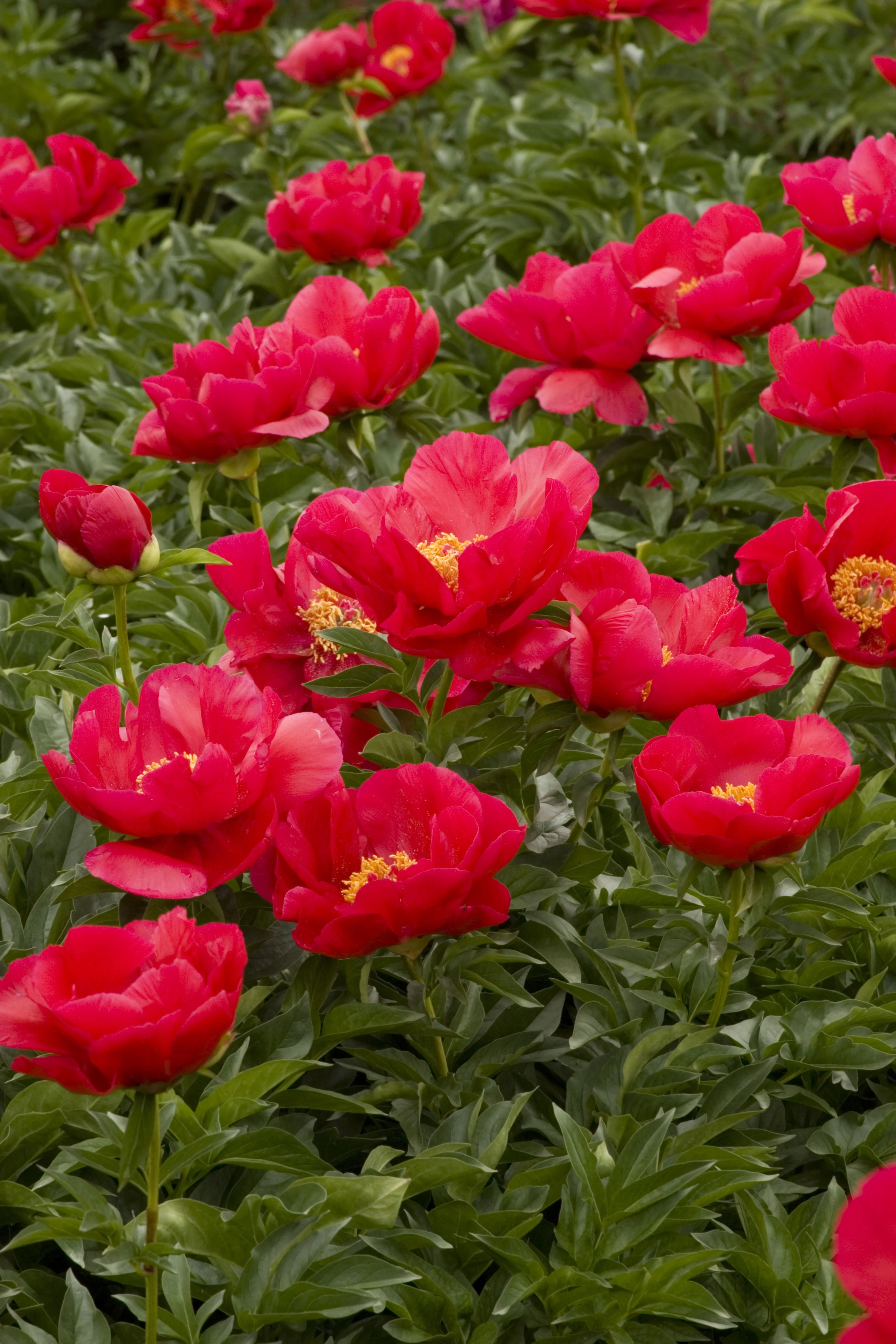 6454  Paeonia lactiflora  Blaze  I  Svenskt namn  :Luktpion  I  Krukstorlek   : SQ3  I  Förväntad Höjd  :  80 cm  I  Blomningstid :  juni-juli - 3