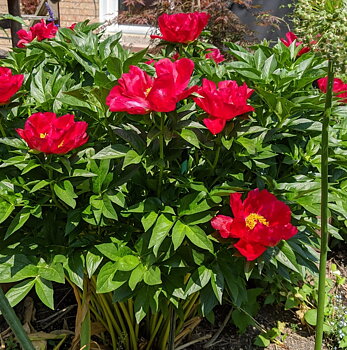 6454  Paeonia lactiflora  Blaze  I  Svenskt namn  :Luktpion  I  Krukstorlek   : SQ3  I  Förväntad Höjd  :  80 cm  I  Blomningstid :  juni-juli