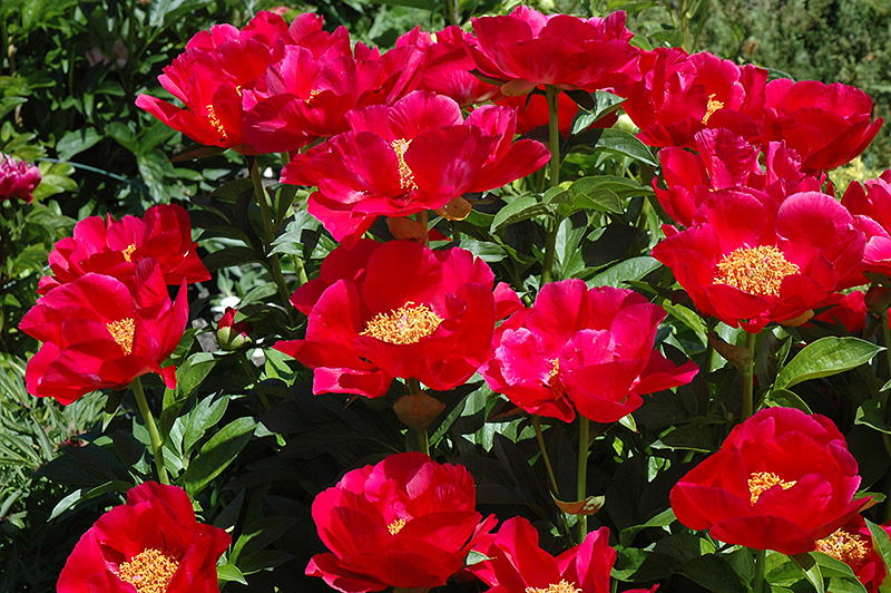 6454  Paeonia lactiflora  Blaze  I  Svenskt namn  :Luktpion  I  Krukstorlek   : SQ3  I  Förväntad Höjd  :  80 cm  I  Blomningstid :  juni-juli - 2