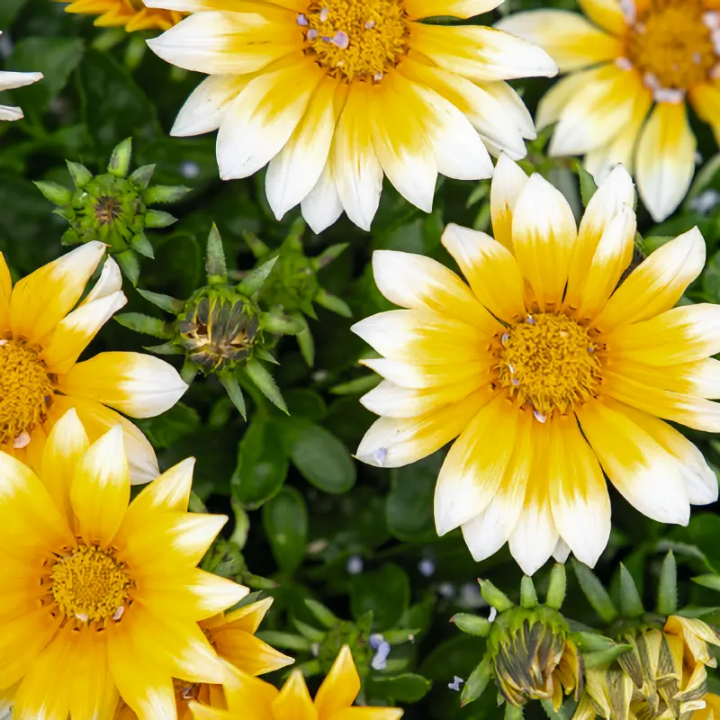 Påfågelsblomster F1 'Zany Sunny-Side Up'