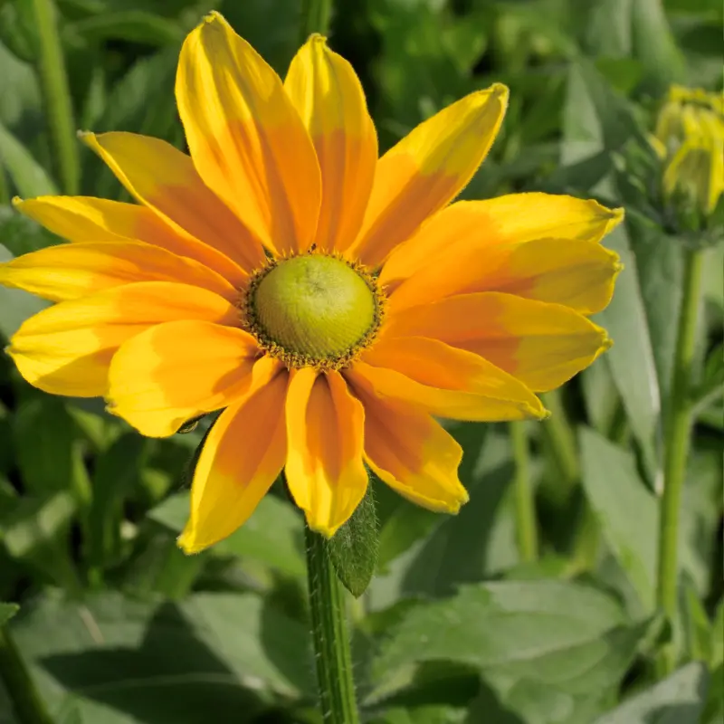 Rudbeckia 'Prairie Sun'