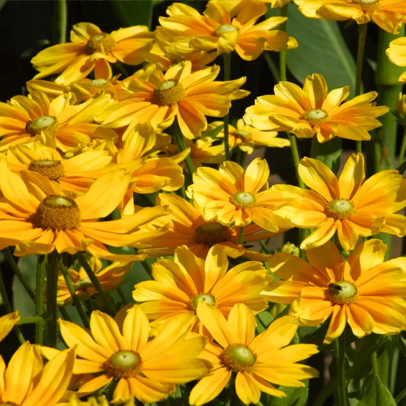 Rudbeckia 'Prairie Sun'