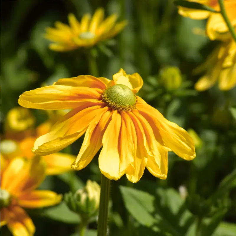 Rudbeckia 'Prairie Sun' - 3