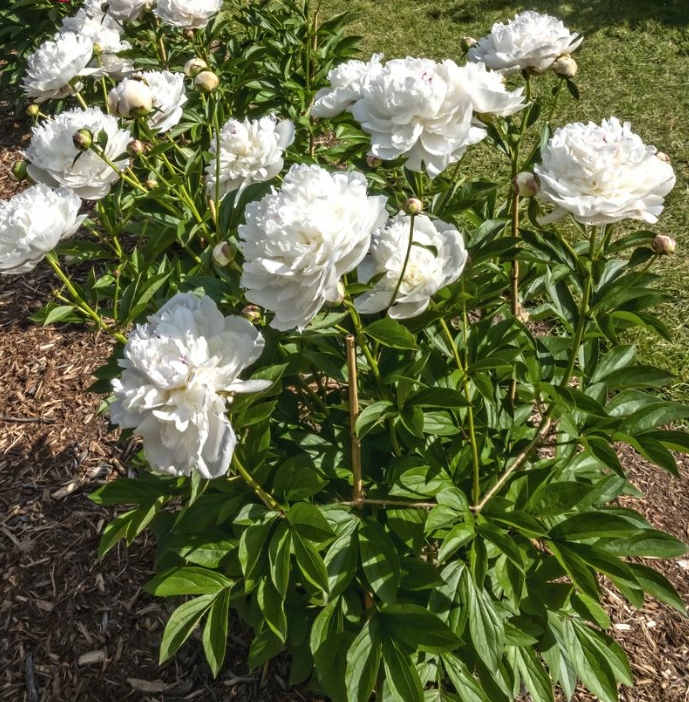 6506  Paeonia lactiflora  Boule de Neige  I  Svenskt namn  :Luktpion  I  Krukstorlek   : SQ3  I  Förväntad Höjd  :  100 cm  I  Blomningstid :  juni-juli