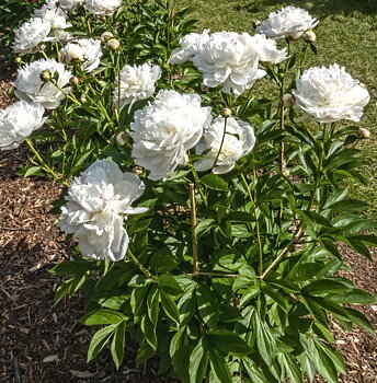 6506  Paeonia lactiflora  Boule de Neige  I  Svenskt namn  :Luktpion  I  Krukstorlek   : SQ3  I  Förväntad Höjd  :  100 cm  I  Blomningstid :  juni-juli