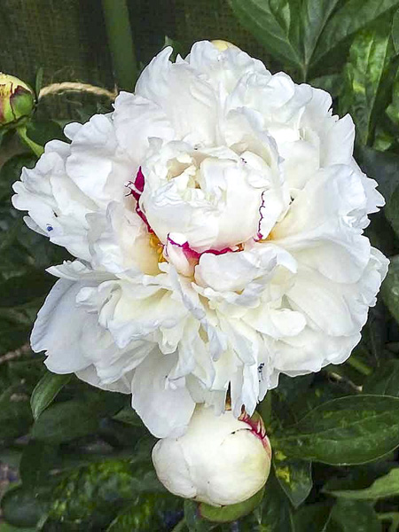 6506  Paeonia lactiflora  Boule de Neige  I  Svenskt namn  :Luktpion  I  Krukstorlek   : SQ3  I  Förväntad Höjd  :  100 cm  I  Blomningstid :  juni-juli - 3