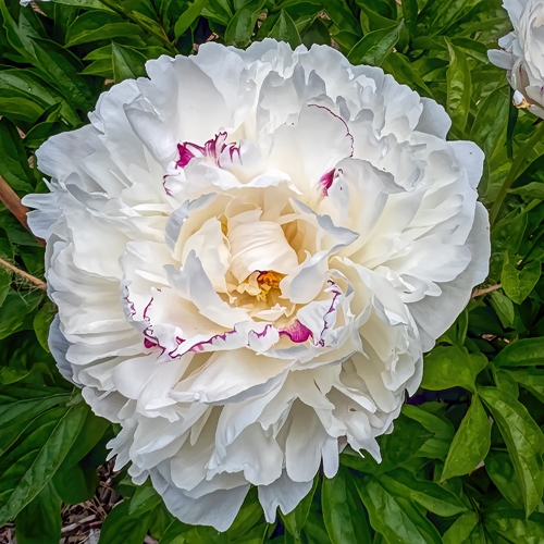 6506  Paeonia lactiflora  Boule de Neige  I  Svenskt namn  :Luktpion  I  Krukstorlek   : SQ3  I  Förväntad Höjd  :  100 cm  I  Blomningstid :  juni-juli - 2