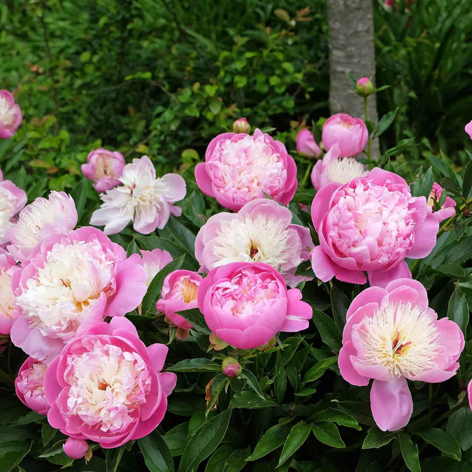 6458  Paeonia lactiflora  Bowl of Beauty  I  Svenskt namn  :Luktpion  I  Krukstorlek   : SQ3  I  Förväntad Höjd  :  80 cm  I  Blomningstid :  juni-juli - 2