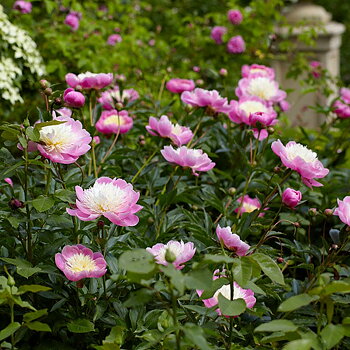 6458  Paeonia lactiflora  Bowl of Beauty  I  Svenskt namn  :Luktpion  I  Krukstorlek   : SQ3  I  Förväntad Höjd  :  80 cm  I  Blomningstid :  juni-juli