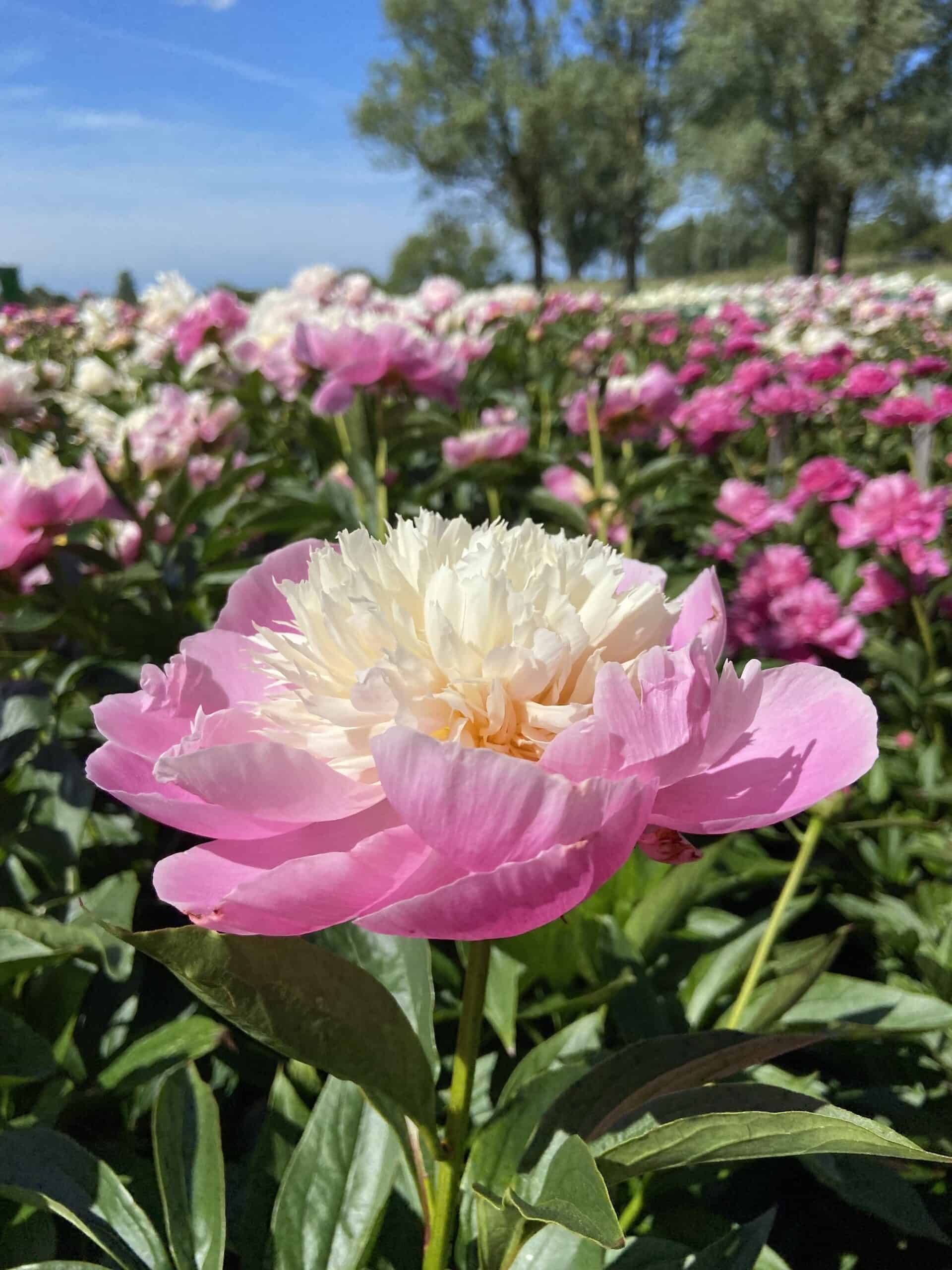 6458  Paeonia lactiflora  Bowl of Beauty  I  Svenskt namn  :Luktpion  I  Krukstorlek   : SQ3  I  Förväntad Höjd  :  80 cm  I  Blomningstid :  juni-juli - 3