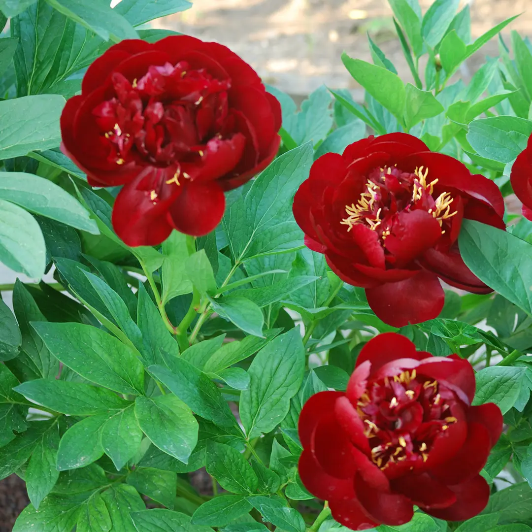 6504  Paeonia lactiflora  Buckeye Belle  I  Svenskt namn  :Luktpion  I  Krukstorlek   : SQ3  I  Förväntad Höjd  :  70 cm  I  Blomningstid :  juni-juli - 3