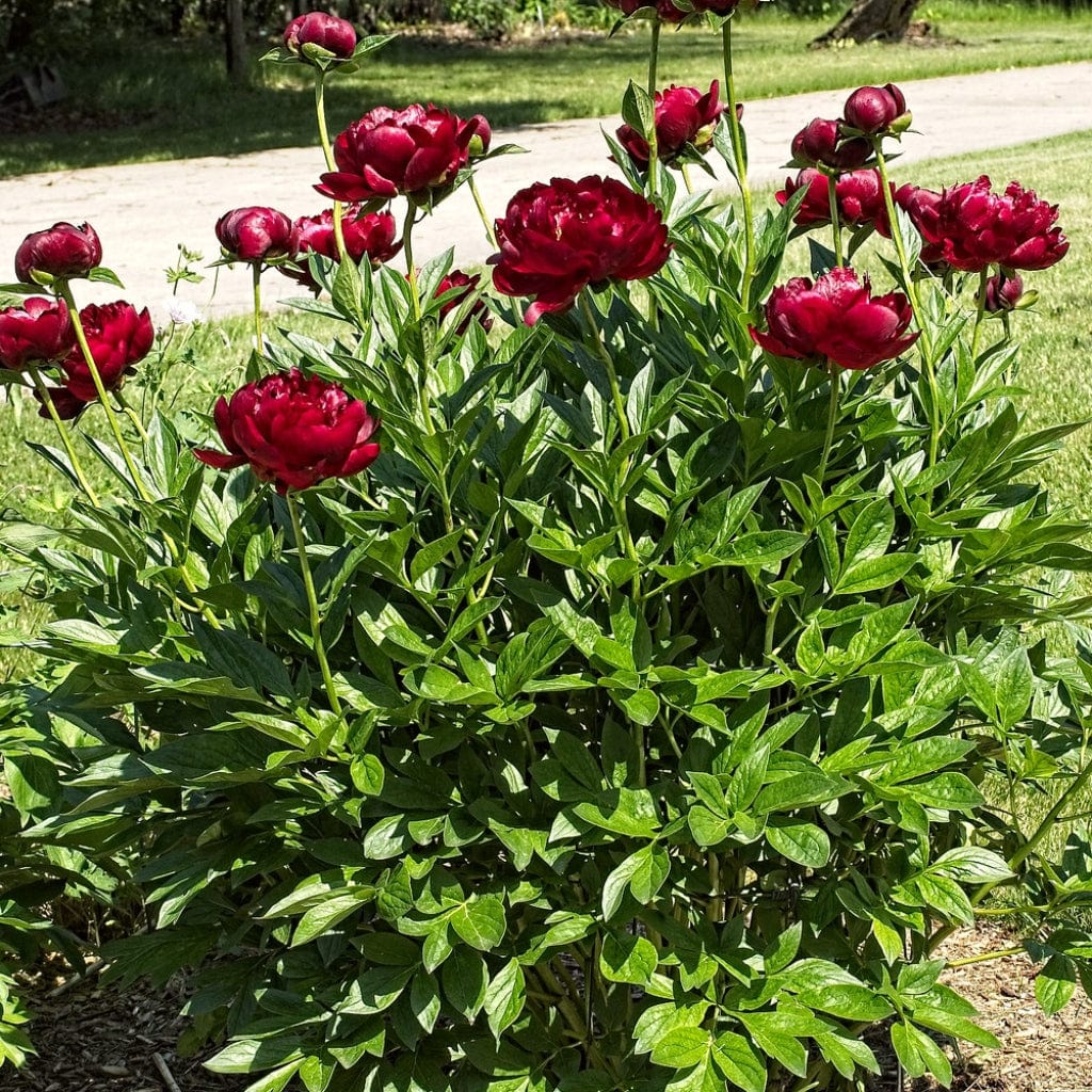 6504  Paeonia lactiflora  Buckeye Belle  I  Svenskt namn  :Luktpion  I  Krukstorlek   : SQ3  I  Förväntad Höjd  :  70 cm  I  Blomningstid :  juni-juli - 2