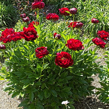 6504  Paeonia lactiflora  Buckeye Belle  I  Svenskt namn  :Luktpion  I  Krukstorlek   : SQ3  I  Förväntad Höjd  :  70 cm  I  Blomningstid :  juni-juli