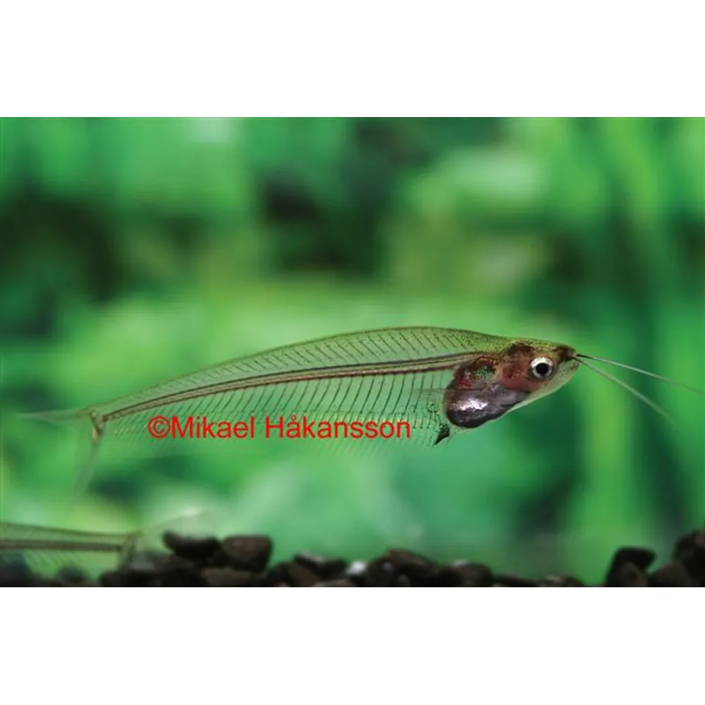 Indisk Glasmal (Kryptopterus vitreolus)