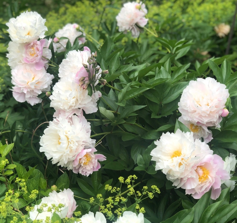 6461  Paeonia lactiflora  Catherine Fonteyn  I  Svenskt namn  :Luktpion  I  Krukstorlek   : SQ3  I  Förväntad Höjd  :  100 cm  I  Blomningstid :  juni-juli - 2