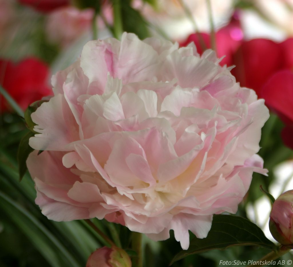 6461  Paeonia lactiflora  Catherine Fonteyn  I  Svenskt namn  :Luktpion  I  Krukstorlek   : SQ3  I  Förväntad Höjd  :  100 cm  I  Blomningstid :  juni-juli - 4