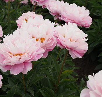 6461  Paeonia lactiflora  Catherine Fonteyn  I  Svenskt namn  :Luktpion  I  Krukstorlek   : SQ3  I  Förväntad Höjd  :  100 cm  I  Blomningstid :  juni-juli