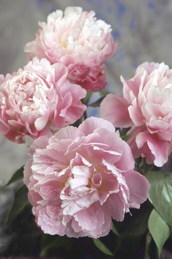 6461  Paeonia lactiflora  Catherine Fonteyn  I  Svenskt namn  :Luktpion  I  Krukstorlek   : SQ3  I  Förväntad Höjd  :  100 cm  I  Blomningstid :  juni-juli - 3