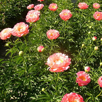 6451  Paeonia lactiflora  Coral Charm  I  Svenskt namn  :Luktpion  I  Krukstorlek   : SQ3  I  Förväntad Höjd  :  80 cm  I  Blomningstid :  juni-juli