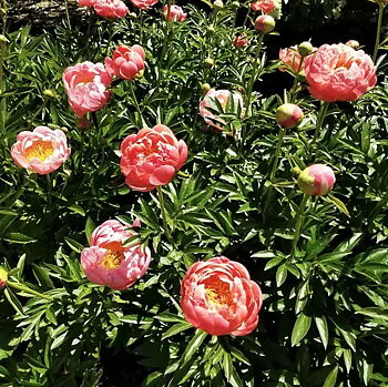 6531  Paeonia lactiflora  Coral Sunset  I  Svenskt namn  :Luktpion  I  Krukstorlek   : SQ3  I  Förväntad Höjd  :  90 cm  I  Blomningstid :  juni-juli