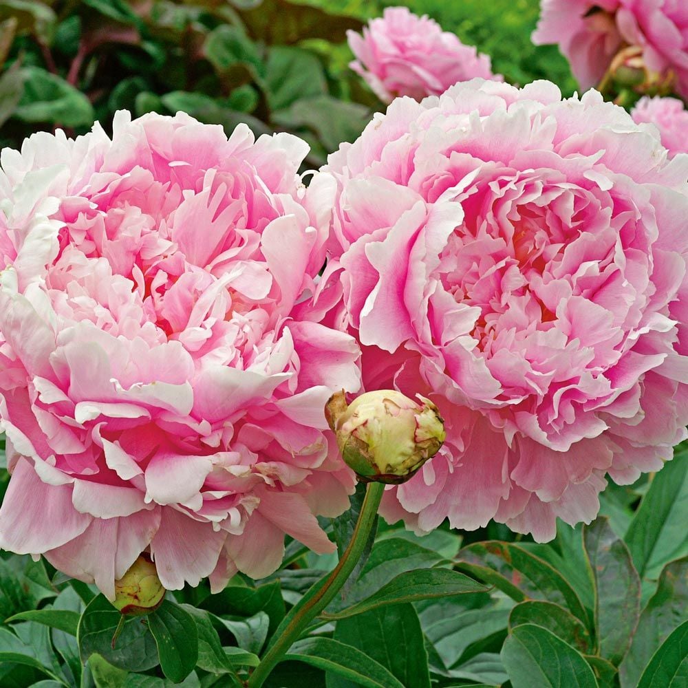 6532  Paeonia lactiflora  Dinner Plate  I  Svenskt namn  :Luktpion  I  Krukstorlek   : SQ3  I  Förväntad Höjd  :  110 cm  I  Blomningstid :  juni-juli