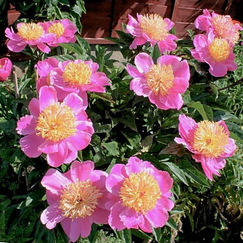 6487  Paeonia lactiflora  Doreen  I  Svenskt namn  :Luktpion  I  Krukstorlek   : SQ3  I  Förväntad Höjd  :  80 cm  I  Blomningstid :  juni-juli